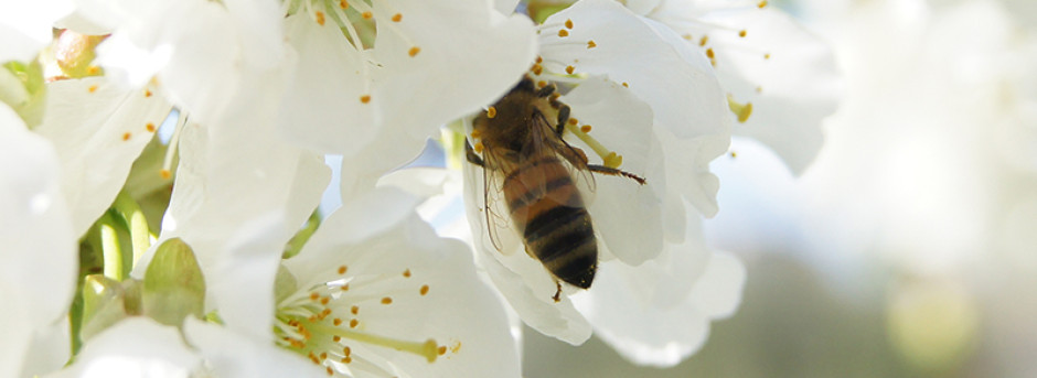 Cooperativa Apicoltori Sammarinesi