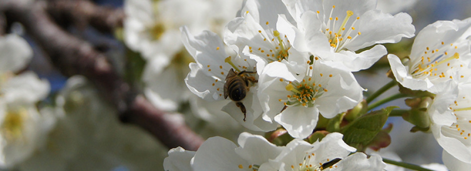 Cooperativa Apicoltori Sammarinesi