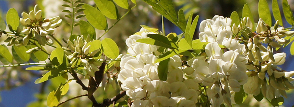 Cooperativa Apicoltori Sammarinesi